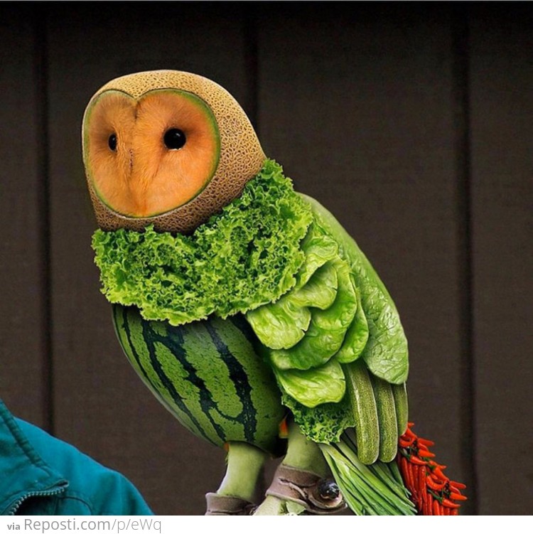 Vegetable Owl