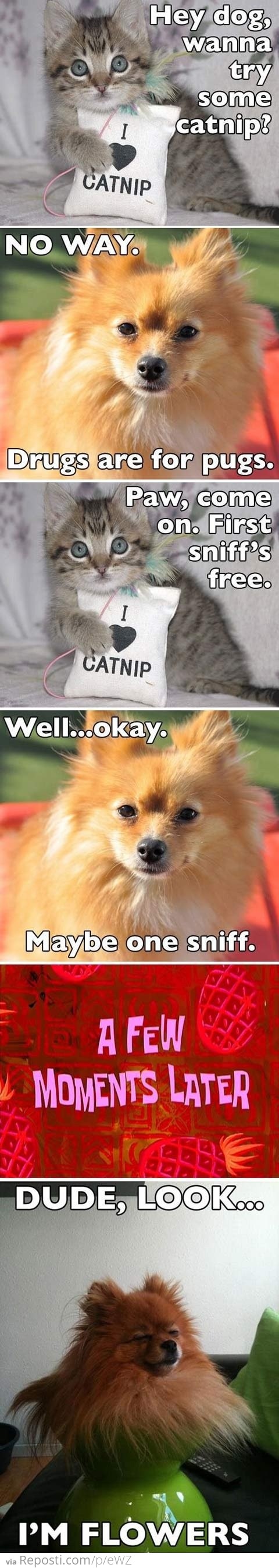 Catnip