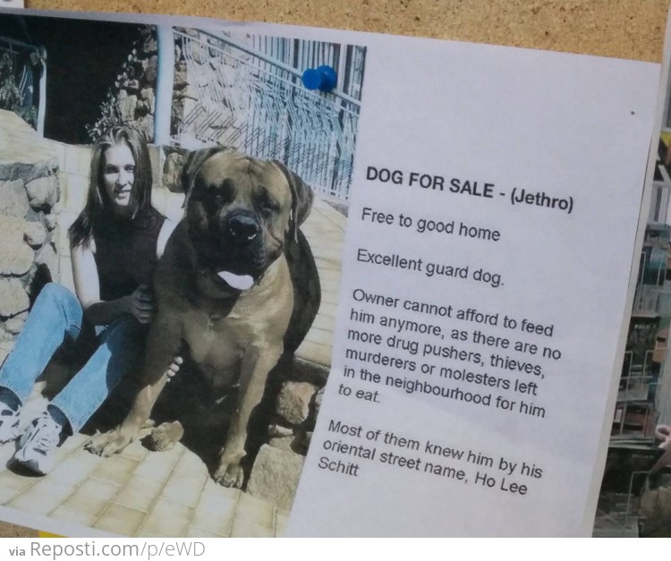 Dog For Sale