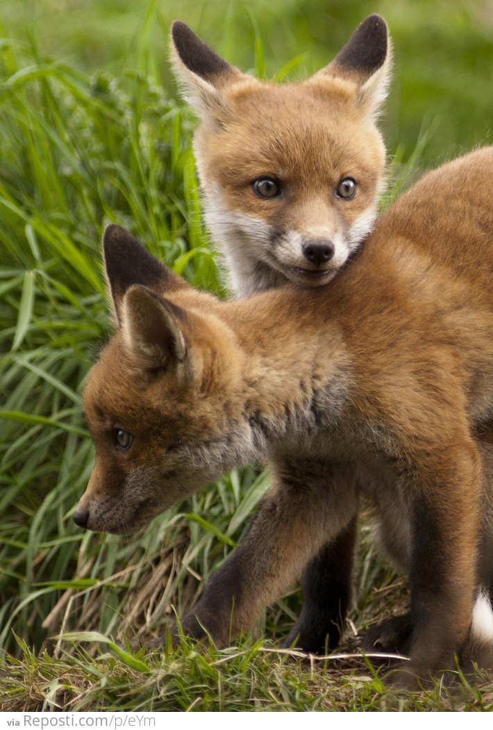 Fox Cubs