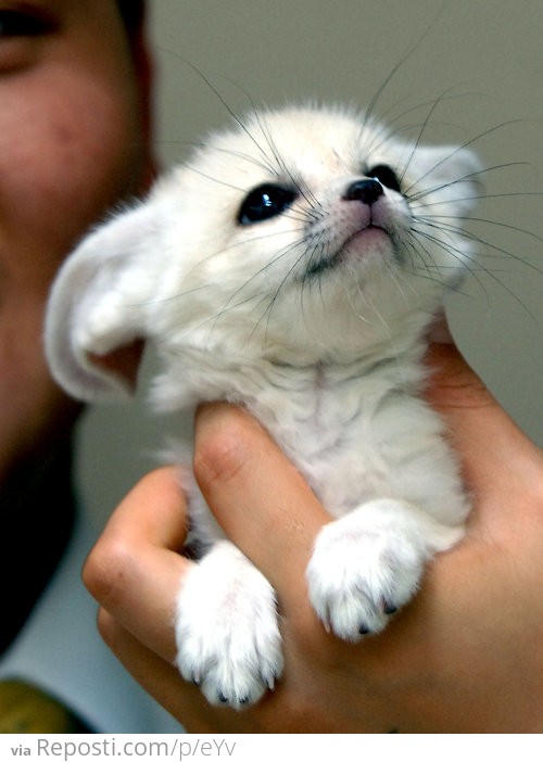 Baby White Fox