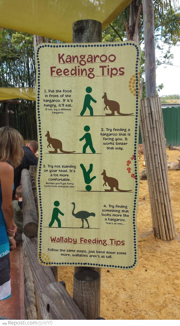 Kangaroo Feeding Tips