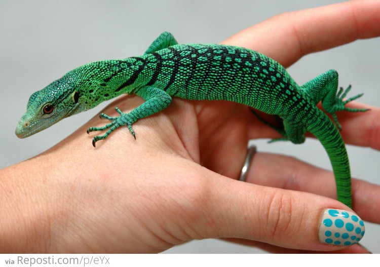 Baby Green Tree Monitor