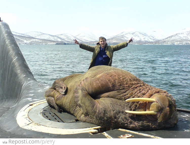 A walrus sleeping on a Russian submarine