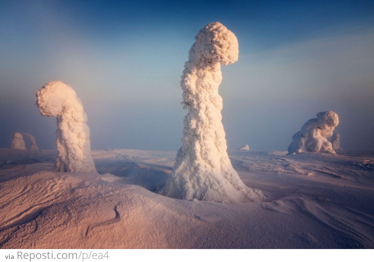 Finnish Lapland Trees