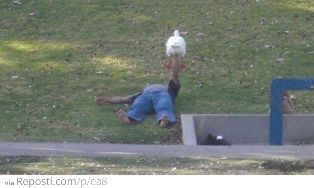 Homeless guy bench pressing a duck