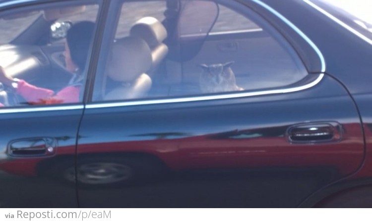 Owl riding in the back seat of a car