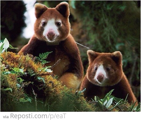 Tree Kangaroo