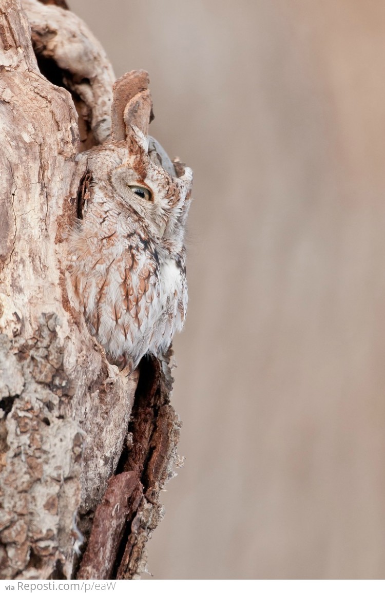 Owl Camouflage