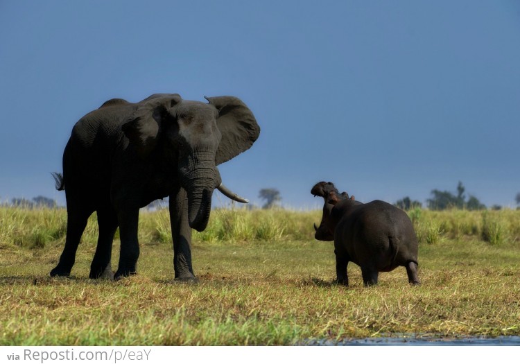 Hippo vs Elephant