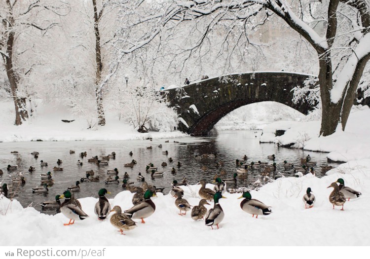 Duck In Central Park