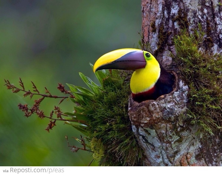 Cozy Toucan