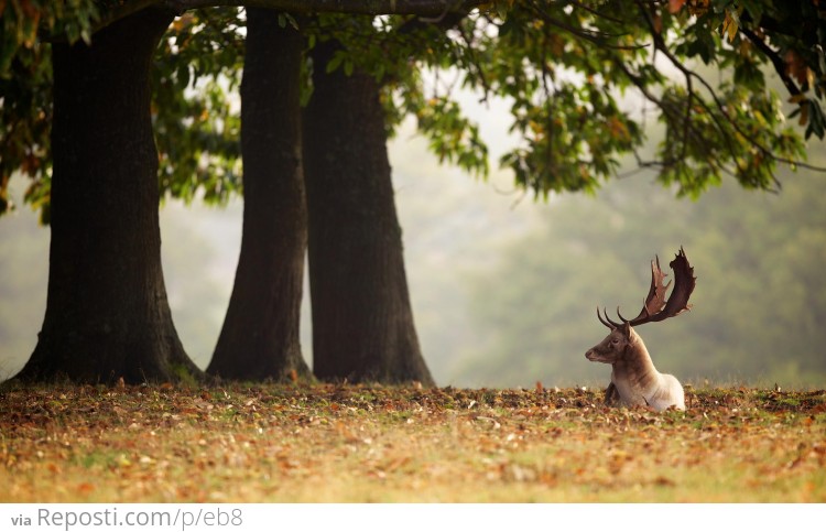 Under The Chestnut Tree