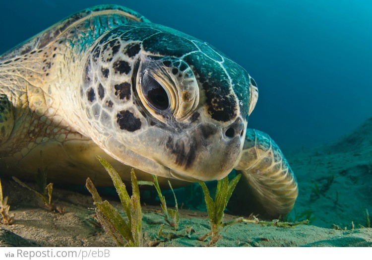 Baby Sea Turtle