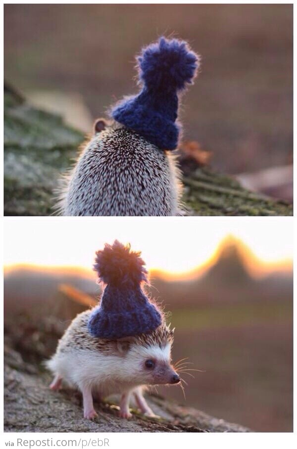 Hedgehog Wearing Hat