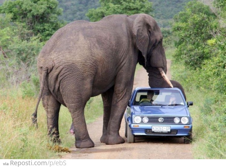 Elephant loves car