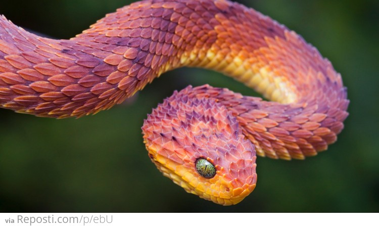 African Bush Viper