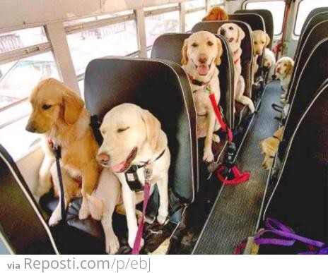 Dog Bus