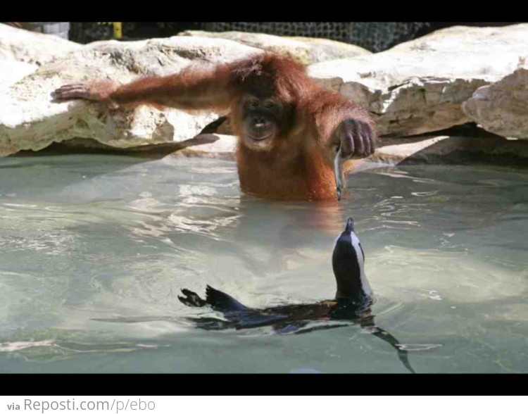 Orangutan feeding penguin