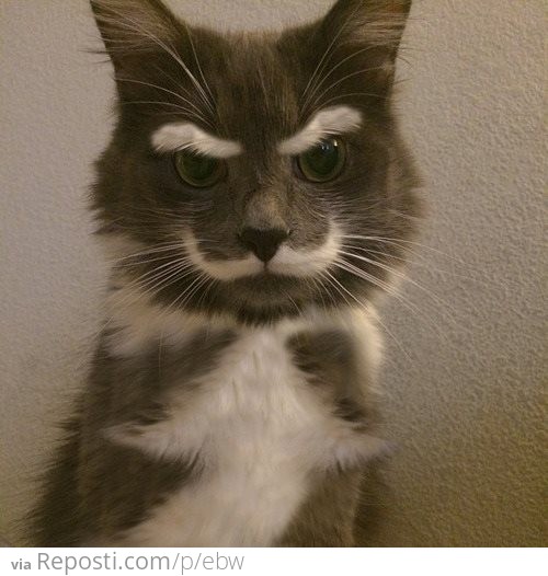 Evil Cat