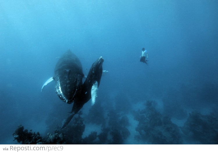 Swimming with Whales