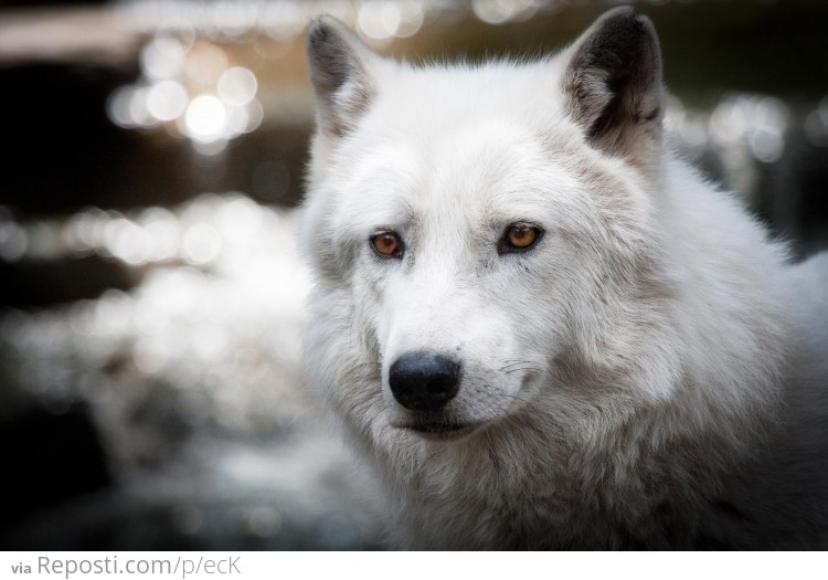 Arctic Wolf