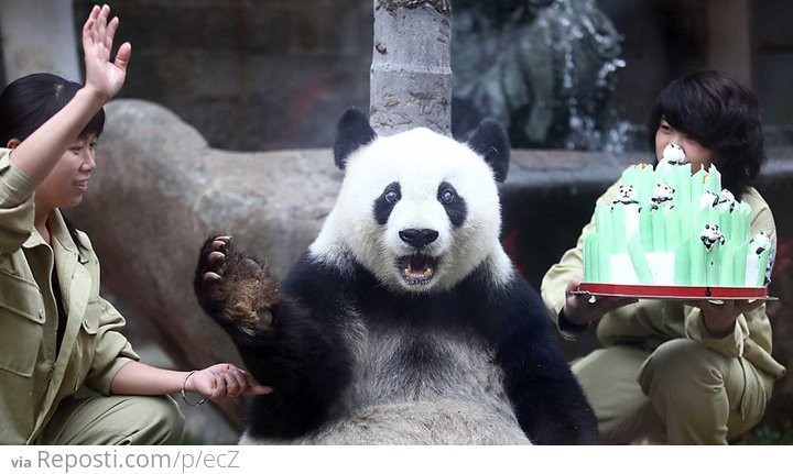 Panda Birthday