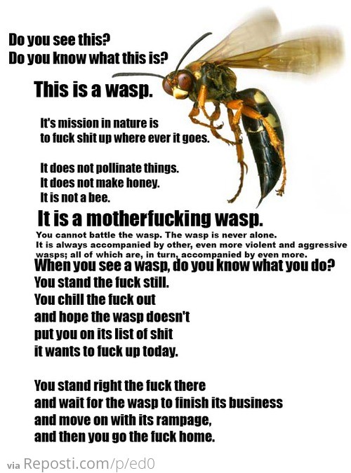 This is a wasp