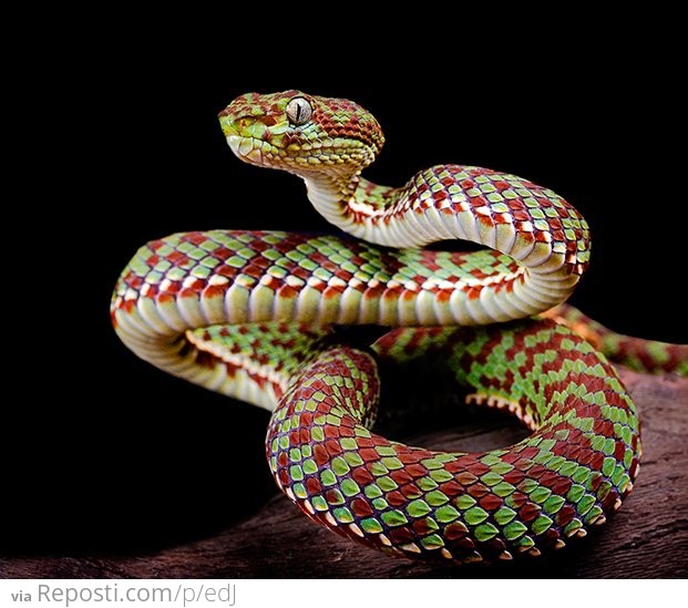 Bamboo Viper