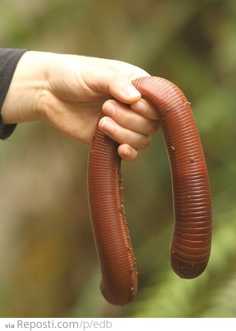 Massive Earthworm