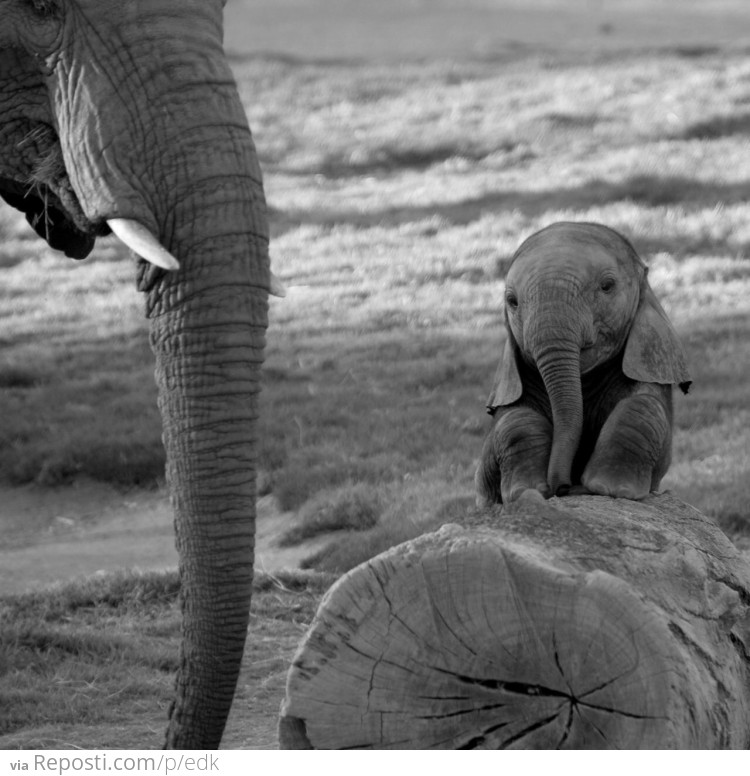 Baby Elephant