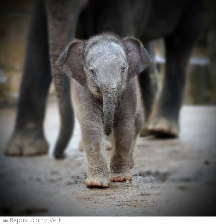 Baby Elephant