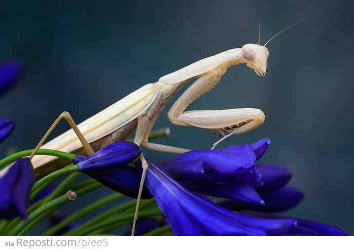 Albino Praying Mantis