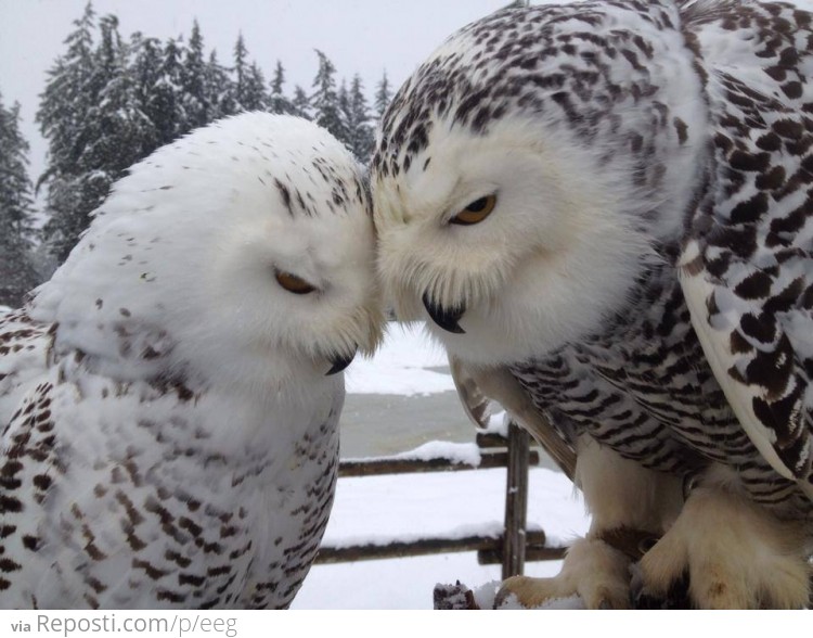 Snowy Owl Love in the Snow