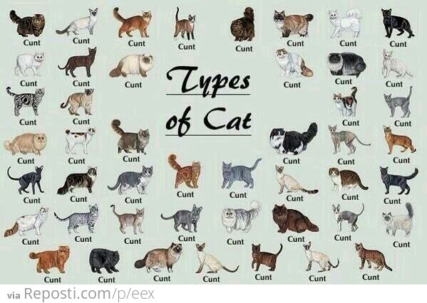 Types of Cats