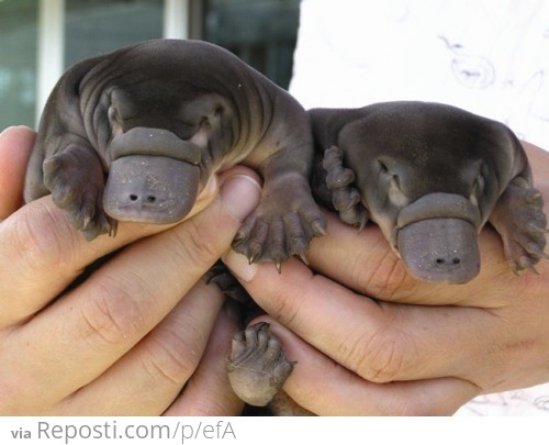 Baby Platypuses