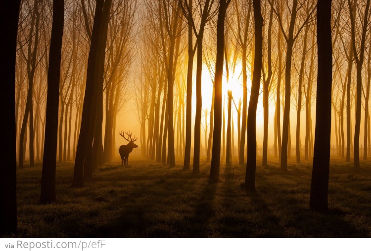 The Forests of Northern Italy