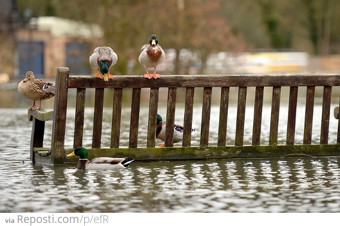 Ducks On A Bench