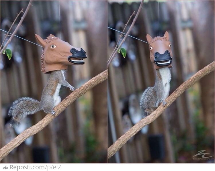 Horse head squirrel feeder