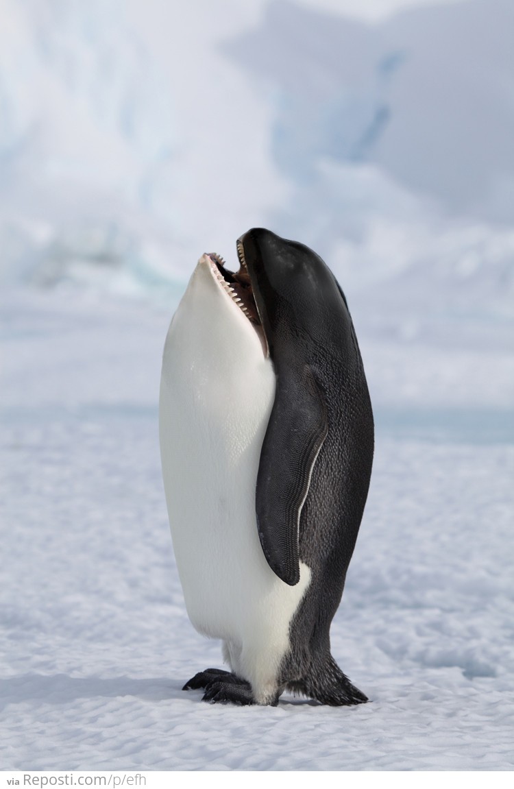 Killer Whale Penguin