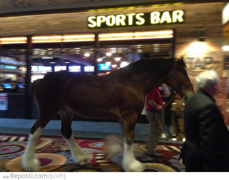 A horse walks into a bar...