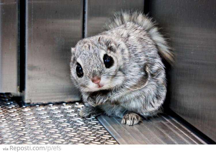 Siberian flying squirrel in an elevator