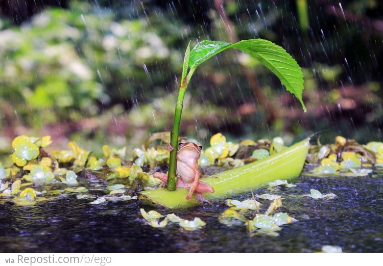 Frog on a boat