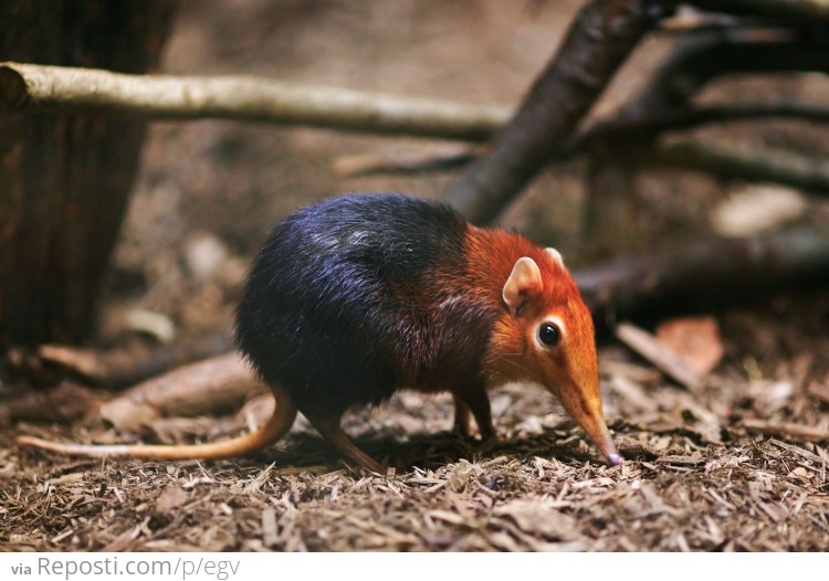 Rufous Sengi