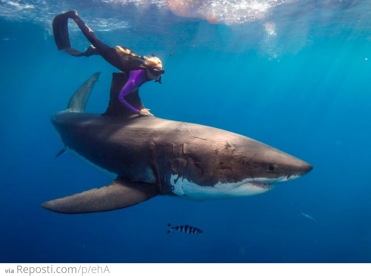 Riding With A Great White Shark