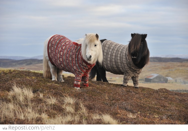 Ponies in Scotland