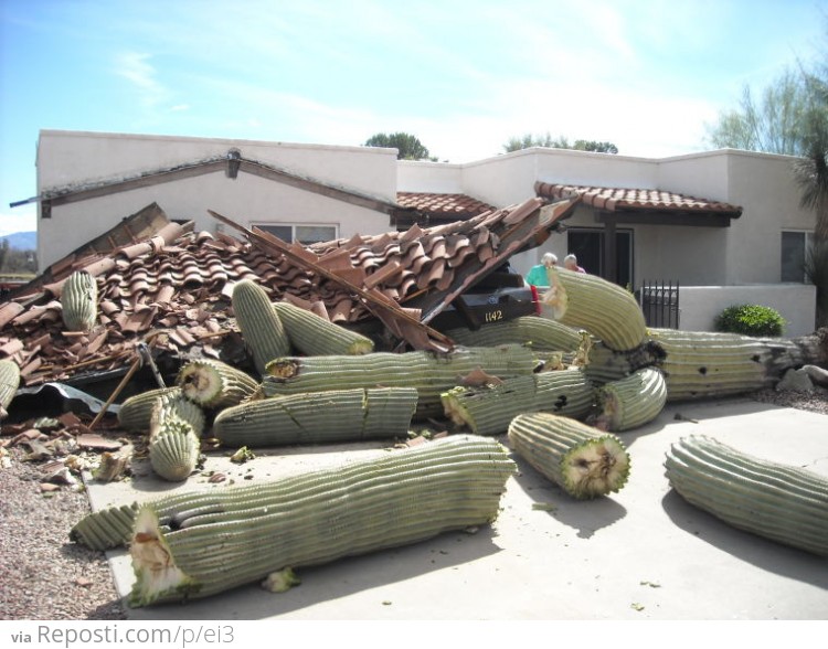 A Saguaro Cactus Fell Over