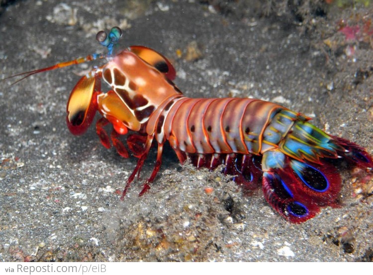 Mantis Shrimp