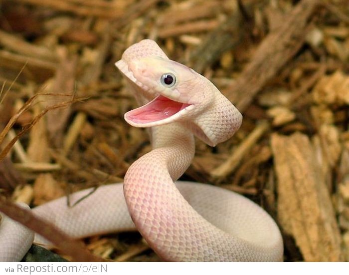 Happy Snake