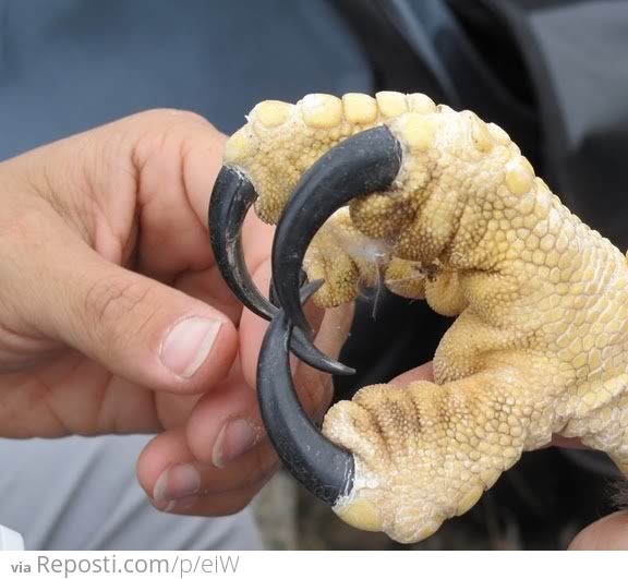 Eagle Talons